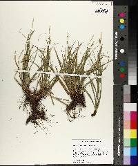 Carex cherokeensis image