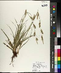 Carex cherokeensis image