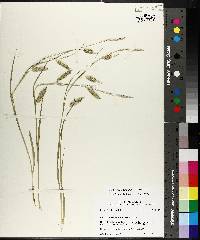 Carex cherokeensis image