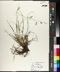 Carex cherokeensis image