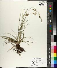 Carex cherokeensis image