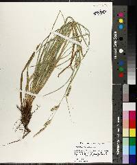 Carex cherokeensis image