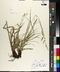 Carex cherokeensis image