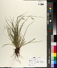 Carex cherokeensis image