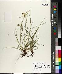 Carex cherokeensis image