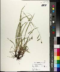 Carex oxylepis image