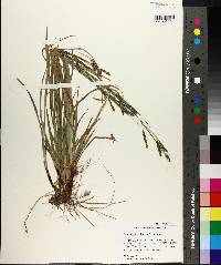 Carex oxylepis image