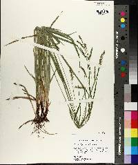 Carex oxylepis image