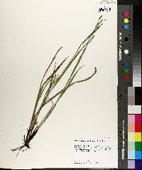 Carex oxylepis var. oxylepis image