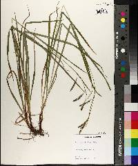 Carex oxylepis image