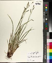 Carex oxylepis var. oxylepis image