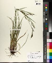 Carex oxylepis var. oxylepis image