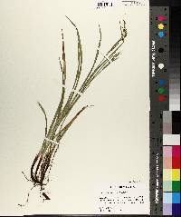 Carex oxylepis image