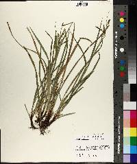 Carex oxylepis image