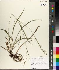 Carex oxylepis image