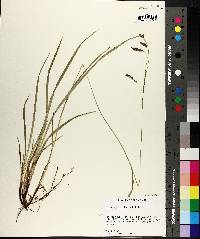 Carex oxylepis image