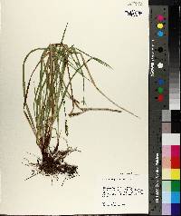 Carex oxylepis var. oxylepis image