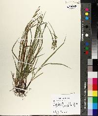 Carex oxylepis var. oxylepis image