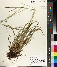 Carex oxylepis var. oxylepis image