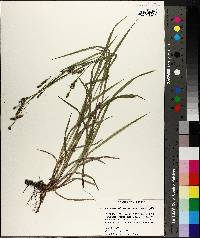 Carex oxylepis var. oxylepis image