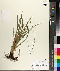 Carex oxylepis var. oxylepis image