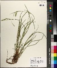 Carex prasina image