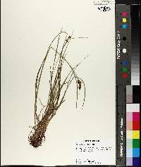 Carex bushii image