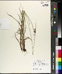 Carex bushii image