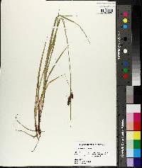 Carex bushii image