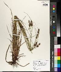 Carex bushii image