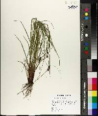 Carex caroliniana image