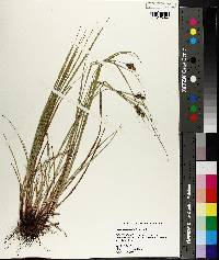 Carex caroliniana image