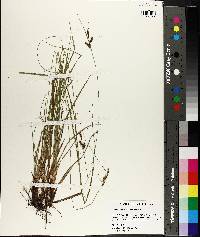 Carex caroliniana image