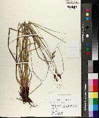 Carex caroliniana image