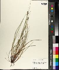 Carex caroliniana image