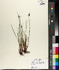 Carex caroliniana image