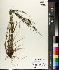 Carex caroliniana image