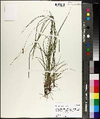 Carex caroliniana image