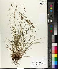 Carex caroliniana image