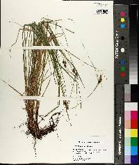 Carex caroliniana image