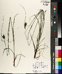 Carex caroliniana image