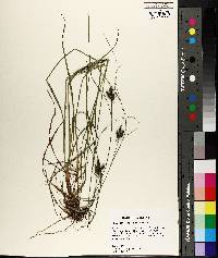 Carex caroliniana image