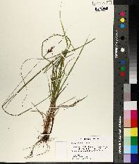 Carex caroliniana image