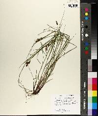 Carex caroliniana image