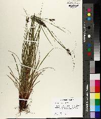 Carex caroliniana image