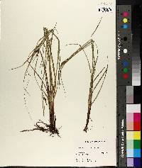 Carex caroliniana image