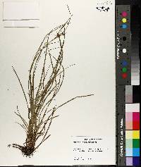 Carex caroliniana image