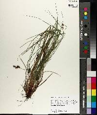 Carex caroliniana image