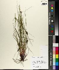 Carex caroliniana image