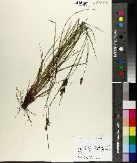 Carex caroliniana image